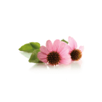Echinacea-Flower-SimpleLeaf--150x150.png