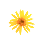 arnica-homeopathic-SimpleLeaf-150x150.png